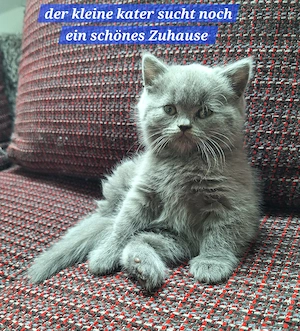 Britisch kurzhaar kitten zu verkaufen 