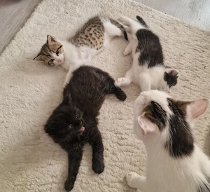 Baby Katzen
