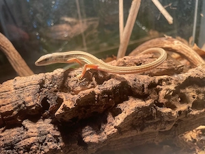 0.2 Langschwanzeidechsen (Takydromus sexlineatus)