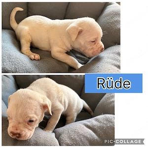 Amerikanische Bulldoggen Welpen zu verkaufen