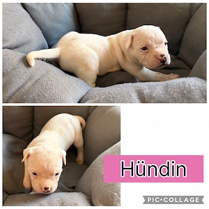 Amerikanische Bulldoggen Welpen zu verkaufen