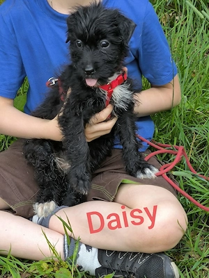 Doodlewelpen, Aussiedoodle, bald abgabebereit 