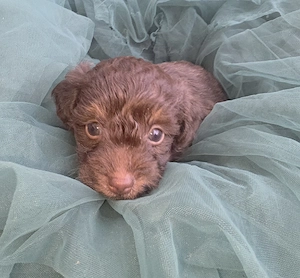 Toy Aussiedoodle Welpen