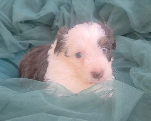 Toy Aussiedoodle Welpen