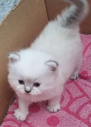 BLH und BKH kitten 