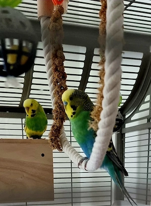 wellensittich pärchen