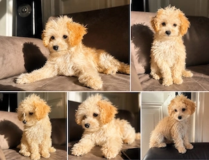Maltipoo Rüde 