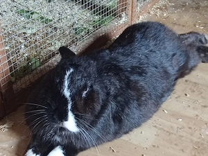 Lochkaninchen und Holländer 