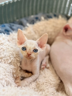 Devon Rex Kitten Katze geimft gechippt Stammbaum  Bild 6