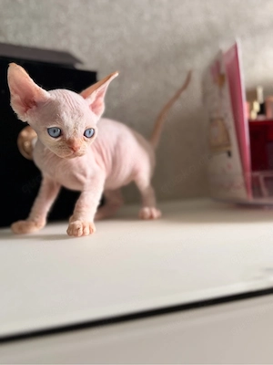 Devon Rex Kitten Katze geimft gechippt Stammbaum 