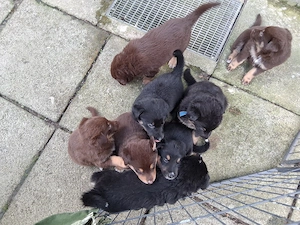 Schäferhund Appenzeller  mix
