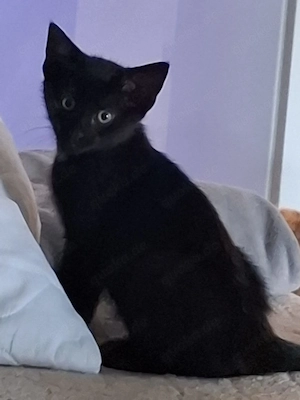 Kitten suchen ein zu Hause