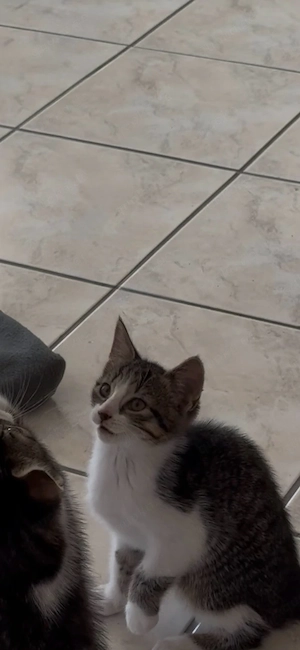2 Katzenmädchen suchen ein neues Zuhause!