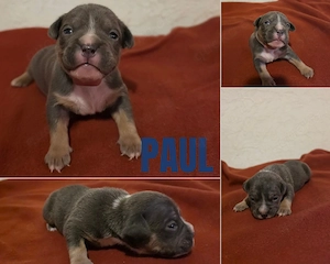American Bully Pocket Welpen  ABKC-REGISTRIERT 