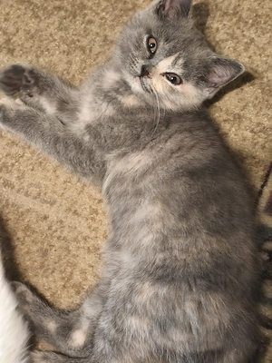 Bkh Kitten, Katzenbabys, Blue Tortie 