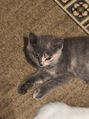 Bkh Kitten, Katzenbabys, Blue Tortie 