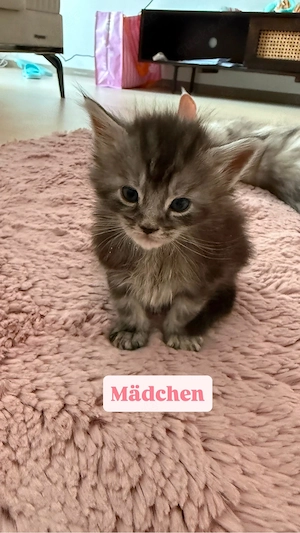 Reinrassige Maine-Coon-Kitten