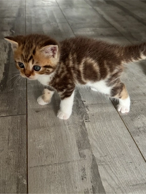 BKH Kitten - Zuckersüß und Verspielt 
