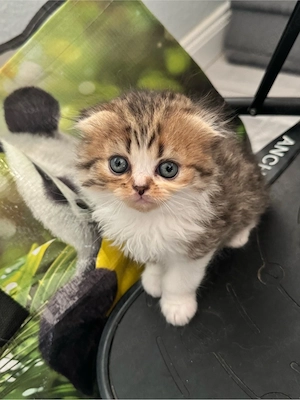 BKH Kitten - zuckersüß und verspielt 