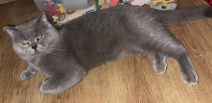 Bkh karter ab zugeben 2 jahre alt 