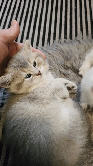 Bkh kitten Katze