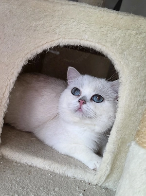 BKH Deckkater in Black Silver Shell Colourpoint mit großen, blauen Augen. (kein Verkauf!)