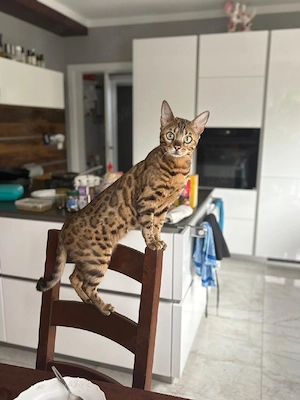 Bengal Katzenbabys 