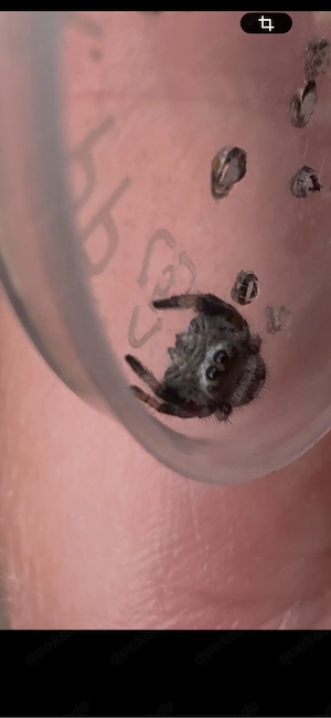 phiddipus regius nordflorida springspinne 