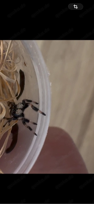 phidippus regius nordflorida springspinne 