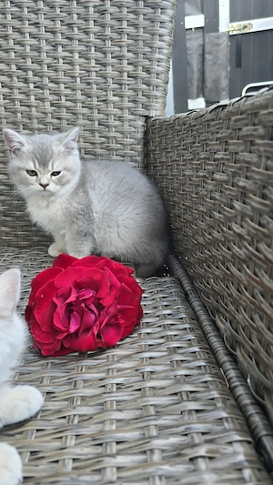 Bkh kitten Katze Reinrassig