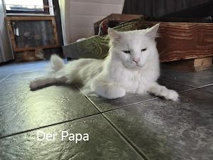 Noch eine Main Conn Prinzessin aus liebevoller Familienaufzucht Bild 3