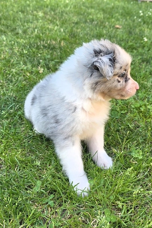 Aussi Australian Shepherd Welpen