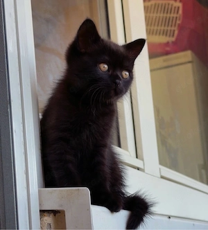 Baybekatzen BKH  Mix Ab sofort 