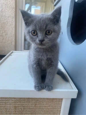 BKH-Kitten abzugeben, 12 Wochen alt, liebevoll aufgezogen