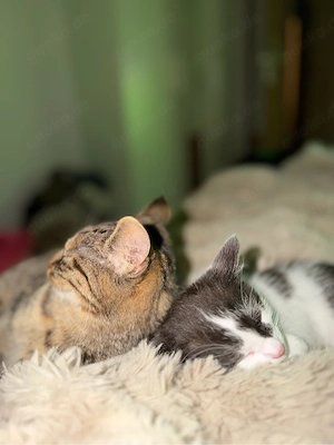 Verkaufen unsere 3 Katzen