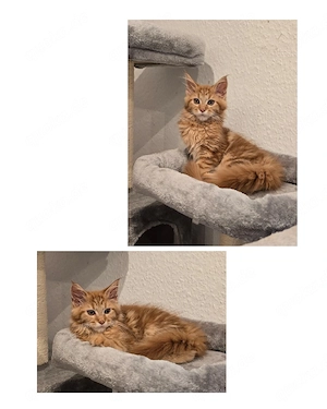 Maine Coon