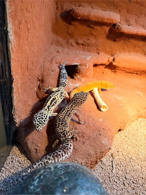 Leopardengeckos