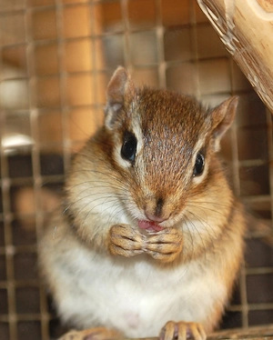 Streifenhörnchen, amerikanische Backenhörnchen, Chipmunk, Jungtiere