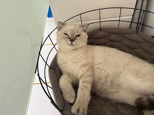 BKH Kitten  suchen ein liebevolles Zuhause 