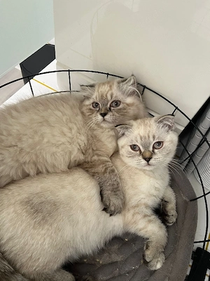 BKH Kitten  suchen ein liebevolles Zuhause 