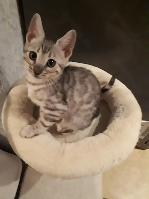 Wunderschöne Bengal Kitten (blue, silver, mink  weibl.) mit Stammbaum. ABHOLBEREIT
