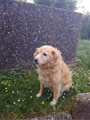 Senior Golden Retriever auf der Suche nach einem liebevollen Zuhause 