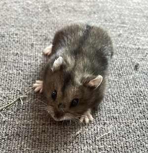 Campbell Zwerghamster Jungtiere Hobbyzucht 