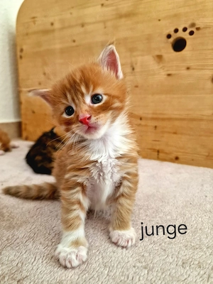 Main Coon Kitten mit Stammbaum