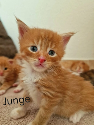 Main Coon Kitten mit Stammbaum