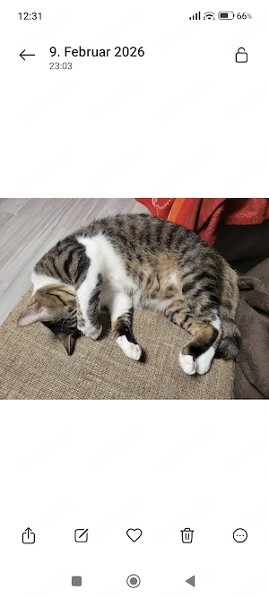 Kater Simba sucht ein neues Zuhause 