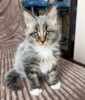 Maine Coon Junge