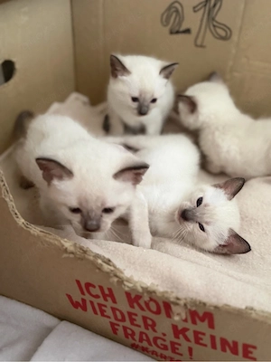 Kätzchen  kitten 