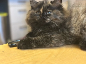 BKH BLH Kitten suchen liebevolles Zuhause 