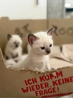 Siam katzen , siamkitten , babykatzen